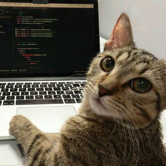Software Engineer Coding